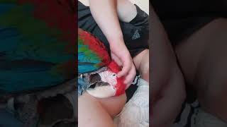 애교쟁이 홍금강앵무새 맥쓰