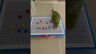 뽑아 뽑아~~ #앵무새 #퀘이커 #parrot #뽑기#…