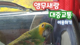 앵무새와 대중교통 이용하기 (마을버스 & 시외버스 & 택시)