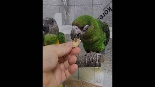 핸들링 위탁 받은 1살 쟈딘앵무의 사회화 적응 훈련