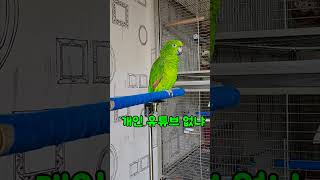 아리의 주말 수다 #아마존 #앵무새  #아리 #말하는 #parrot #birds #좋아요