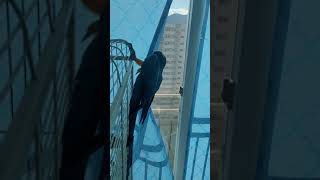 청금강앵무새 소음