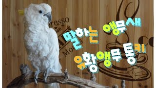 말하는 앵무새 그레이트 코카투