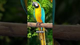 Macaw — a flying rainbow from …