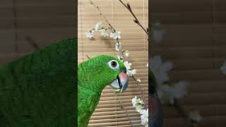 아마존과 벗꽃 리얼???