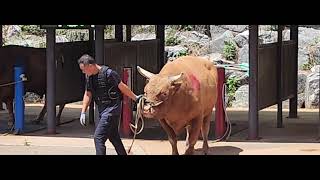 청도소싸움경기장 3경기 (홍)범호 vs (청)금강장사 4경기 (홍)억돌 vs (청)까칠이 24.8.17(토)