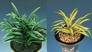 11월29일 화요일 좋은 품종과 산채품 준비했습니다