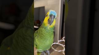 눈나 나 어떤 목소리가 더 예뻐??? (인사 연습 중인…