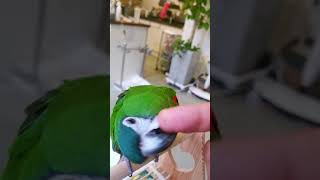 귀염둥이 사랑이 #한스마카우