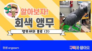 회색앵무 알아보기