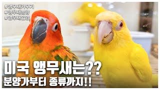 [앵무새키우기] 미국 앵무새는?? 분양가부터 종류까지!…