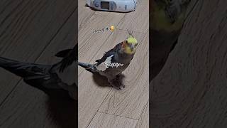 아침부터 시끄러운 왕관앵무 #별이 목소리가 갈라져도 이뻐 #왕관앵무 #귀여운앵무새 #말하는앵무새