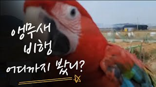 앵무새 비행!!(feat.홍금강, 회색앵무)
