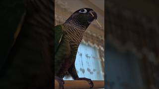 코뉴어앵무새#하봉이#하랑이#parrot#더빙농장#동물더…