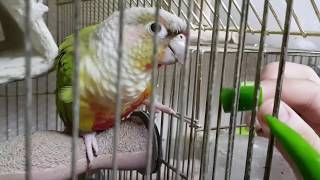 [앵무파파] 아빠! 청양고추 별맛 없어요...ㅜㅜ [2…