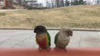 안녕 말하는 코뉴어 앵무새