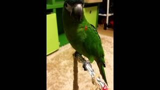 한스마카우 쑥쑥