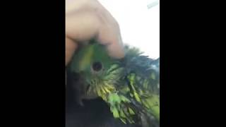 아마존 앵무새 나니 목욕후 영상 입니다
