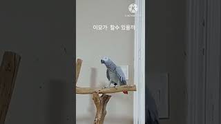 앵무새ㅡ순돌아 이모가 할수 있을까