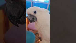 #코카투#앵무새#랄라#앵무#앵무새 카페#귀여운앵무새#큰…