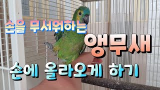 손을 무서워하는 앵무새 손에 올리기