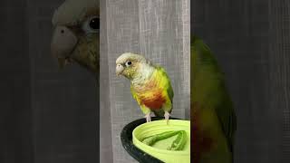 소망이의 일상(코뉴어)