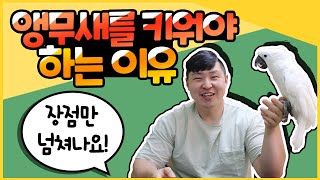 [앵무새키우기]반려동물로 앵무새를 키워야만하는 이유? …