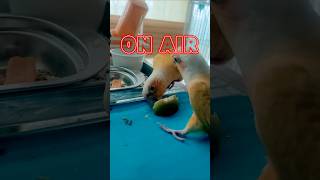 앵무새생식 사과 #썬칙코뉴어 #잔말말고 #빨리먹어 #a…