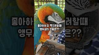앵무새가 좋아하는걸 뺏으려고 하면 안되는 이유 #윙스패…