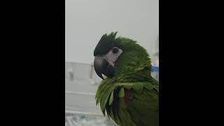앵무새가 언짢을때 내는 소리