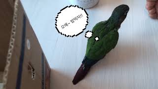 앵무새 코뉴어 아기들이 건강히 자라고 있어요