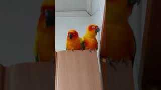 춤추는 썬코뉴어 쿠쿠와 다스