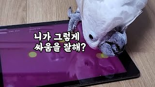 이젠 모바일 게임까지 하는 앵무새들ㅋㅋㅋ