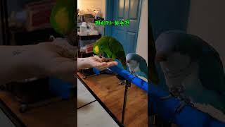 카이와  로카 밀웜 먹방 #말하는 #아마존 #앵무새 #먹방 #퀘이커 #로카 #카이 #parrot #birds #cute