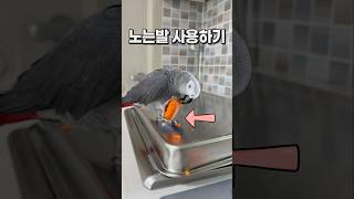 앵무새의 당근놀이  회색앵무 잠바