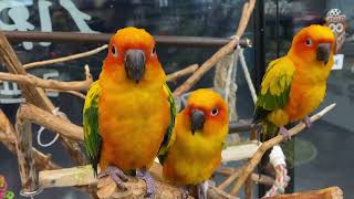 너무 예쁜 썬코뉴어❤️ 빠져든다