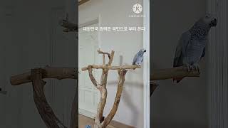 앵무새ㅡ순돌아 대한민국의 권력은 국민으로 부터 나온다