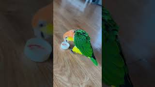 #팡이 #카이큐앵무새 #birds #서브웨이 #funny