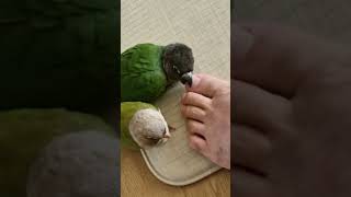 나의 애완조 코뉴어를 소개합니다. #birds #잉꼬 #코뉴어 #코뉴어앵무새