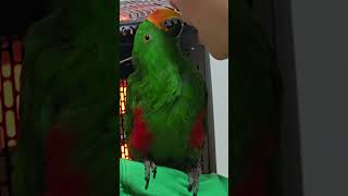 엄마를 애인으로 착각하는 앵무새!  #갱상도 앵무새 #…