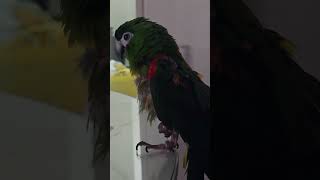 #앵무새 #한스마카우 @13세. 남자. 이름: 지루비.…