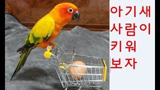앵무새를 잘 키우려면 2 (아기새를 사람이 키워야 할때) (Humans raise parrot baby birds)