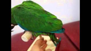 앵무새/중형앵무/마카우/체스넛마카우