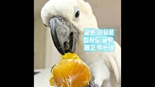 #앵무새 #코카투 #엄브렐라코카투#parrot #par…