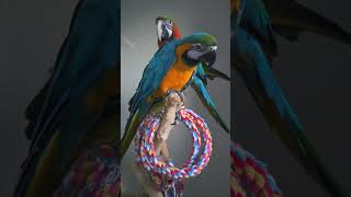 조민규앵무새(2025년6월17일)#인천 #연수구#송도#…