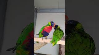 ㅎ안녕~~오색 청해 앵무C