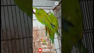 sever macaw parrot #parrot #bi…