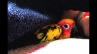 [썬코뉴어 앵무새] 써니, 졸리다