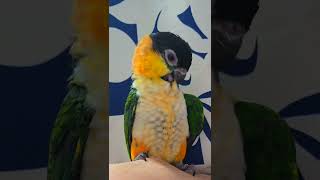 6개월 검은 머리 카이큐 남아예요