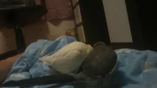 이불이 뭐가 그리 신기하니